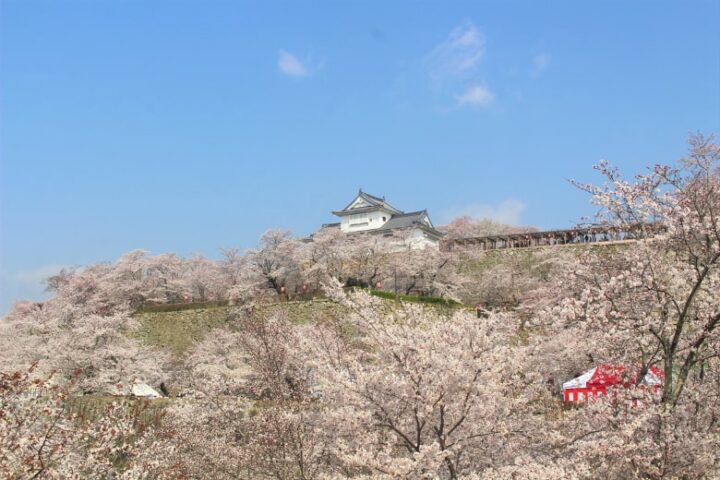 津山城（岡山県）の桜