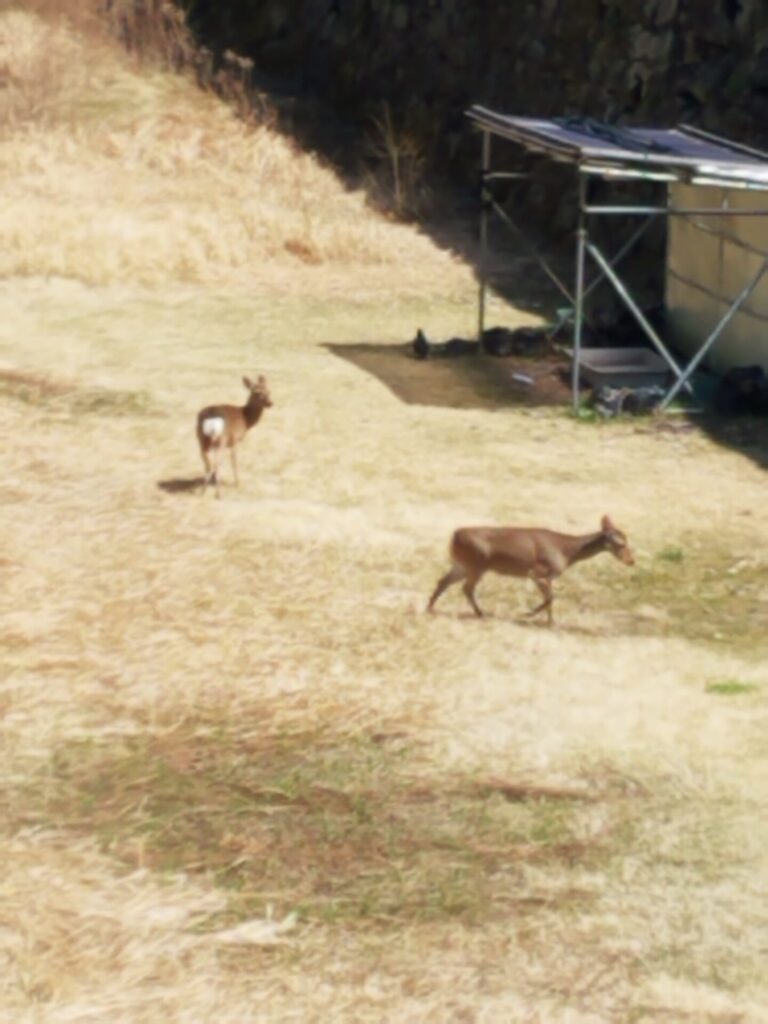 堀の中に住む鹿達