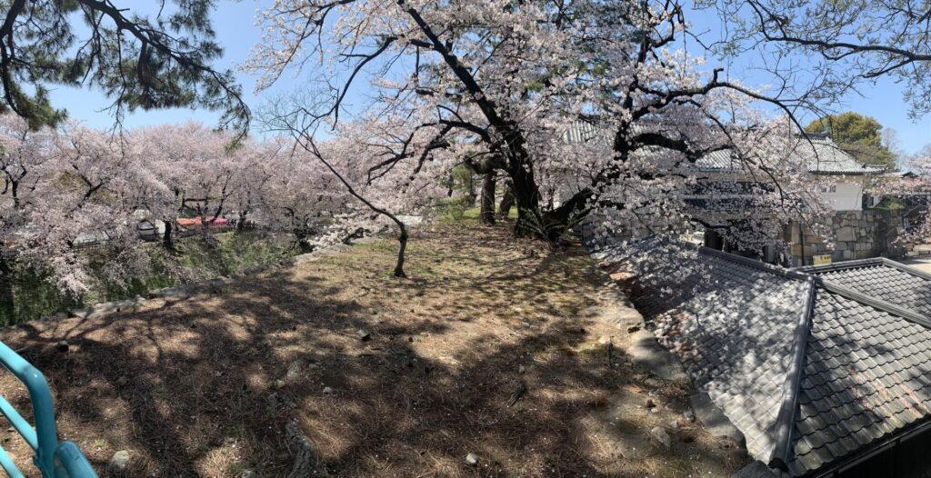 西ノ丸土手の上の散策路の桜